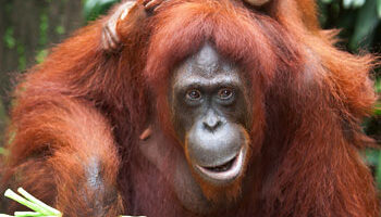 Attenborough: Amazing Orangutans Use Tools – BBC Earth