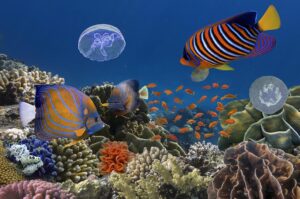 endangered great barrier reef marine life