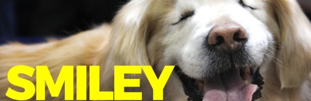 Smiley the blind therapy dog