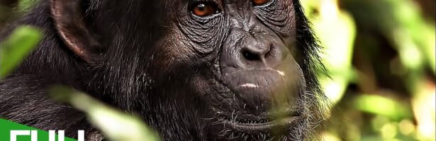 The Secret Culture of the Apes | Free Documentary Nature