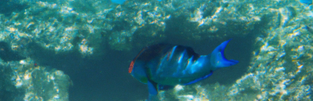 Scuba Diving Guam